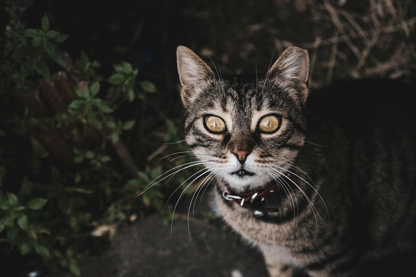 How Does One Navigate British Cuisine Like a Local?